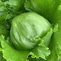 بذور الخس الامريكي ( Crisphead Iceberg Lettuce )