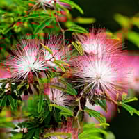 بذور شجرة اللبخ الأحمر - زهرة الحرير ( Albizia jul...