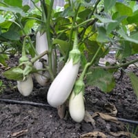 بذور الباذنجان الأبيض الطويل ( Solanum melongena )