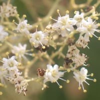 بذور شجرة التيك - خشب الساج ( Tectona grandis )