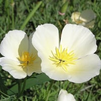 بذور زهور ديدحان كاليفورنيا الابيض ( Eschscholzia...