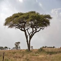 بذور شجرة القرض ( Acacia nilotica )
