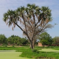 بذور نخيل الدوم ( Hyphaene thebaica )