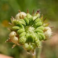 بذور زهرة الحنوة ( Calendula tripterocarpa )