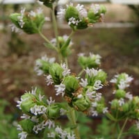 ‫بذور البردقوش الحلو - الوزاب - ‬الدوش ( Origanum...