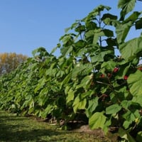 بذور شجرة باولونيا الصينية ( Paulownia elongata )