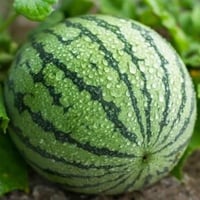 بذور البطيخ الكروي ( Citrullus lanatus )