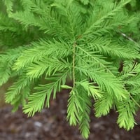 بذور شجرة تاكسوديم ( Taxodium Distichum )