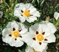 بذور شجيرة القريضة العنبرية ( Cistus Ladanifer )