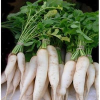 بذور نبات الفجل الابيض ( acanthiformis )