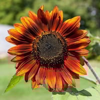 بذور دوار الشمس الأحمر ( velvet queen sunflower )