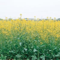 بذور نبات السلجم الزيتي ( brassica napus )