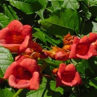 بذور متسلقة البوق ( Campsis radicans )