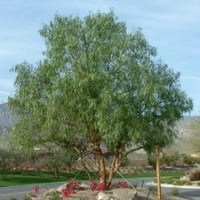 بذور شجرة الفلفل البيروفي رفيع الأوراق ( Schinus m...