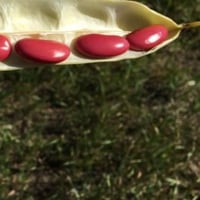 بذور الفاصوليا الحمراء ( Phaseolus vulgaris )