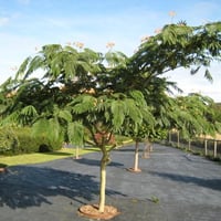 بذور شجرة اللبخ الأحمر - زهرة الحرير ( Albizia jul...