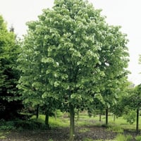 بذور شجرة الزيزفون الفضي ( Tilia tomentosa )