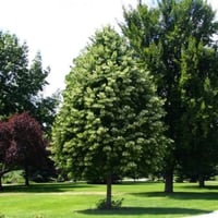 بذور شجرة الزيزفون الفضي ( Tilia tomentosa )