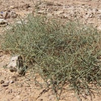 بذور عشبة الحديدة - الطحيان ( Halothamnus bottae )