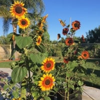 بذور دوار الشمس الأحمر ( velvet queen sunflower )