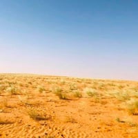 بذور عشبة السبط ( Stipagrostis drarii )