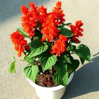 بذور زهرة سلفيا الحمراء ( Salvia splendens )
