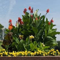بذور الكنا الهندية ( canna indica )
