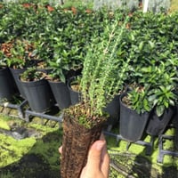 بذور الزعتر البري ( thymus capitatus )