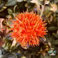 بذور نبات العصفر - القرطم - الجرجوم ( carthamus ti...