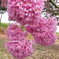 ‫بذور شجرة الكوريزيا‬ ( Chorisia speciosa )