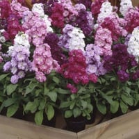 بذور زهرة المنثور - العطر الليلي ( Matthiola longi...