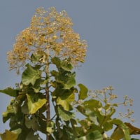 بذور شجرة التيك - خشب الساج ( Tectona grandis )