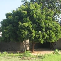 بذور شجرة النيم ( Azadirachta indica )