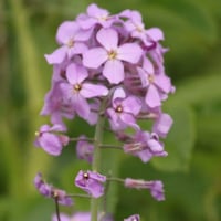 بذور زهرة المنثور - العطر الليلي ( Matthiola longi...