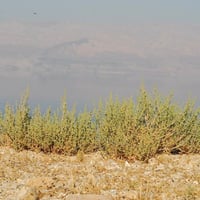 بذور شجيرة الشعران ( Anabasis setifera )