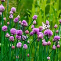 بذور نبات الثوم المعمر ( Allium schoenoprasum )