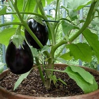 بذور الباذنجان الأسود الكروي ( Solanum melongena )