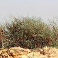 بذور شجيرة ارطى النقاوي ( Calligonum tetrapteruum...