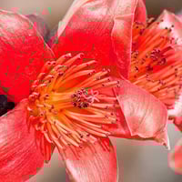 بذور شجرة البومباكس ( Bombax ceiba )