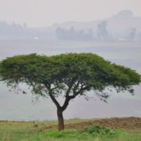 بذور سنط - طلح السيال ( Acacia johnwoodii )