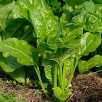 بذور نبتة السبانخ ( Spinacia oleracea )