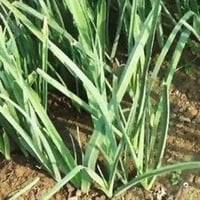 بذور الكراث ( Allium ampeloprasum )