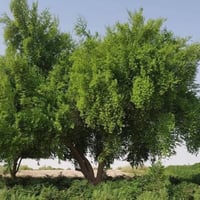بذور شجرة السدر البلدي ( Ziziphus spina-christi )