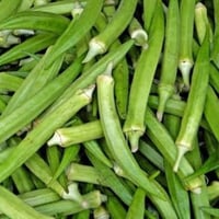 بذور نبات البامية ( Abelmoschus esculentus )