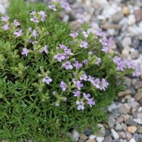 بذور الزعتر البري ( thymus capitatus )