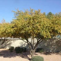 بذور شجرة طلح الفتنة ( Acacia farnesiana )
