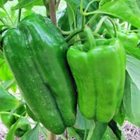 بذور فلفل رومي أخضر طويل ( Capsicum annuum )