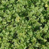 بذور نبات السلجم الزيتي ( brassica napus )