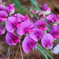 ‫بذور بسلة الزهور - البازلاء العطرية ‬( Lathyrus o...