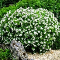 بذور ياسمين جاردينيا ( Gardenia jasminoides )